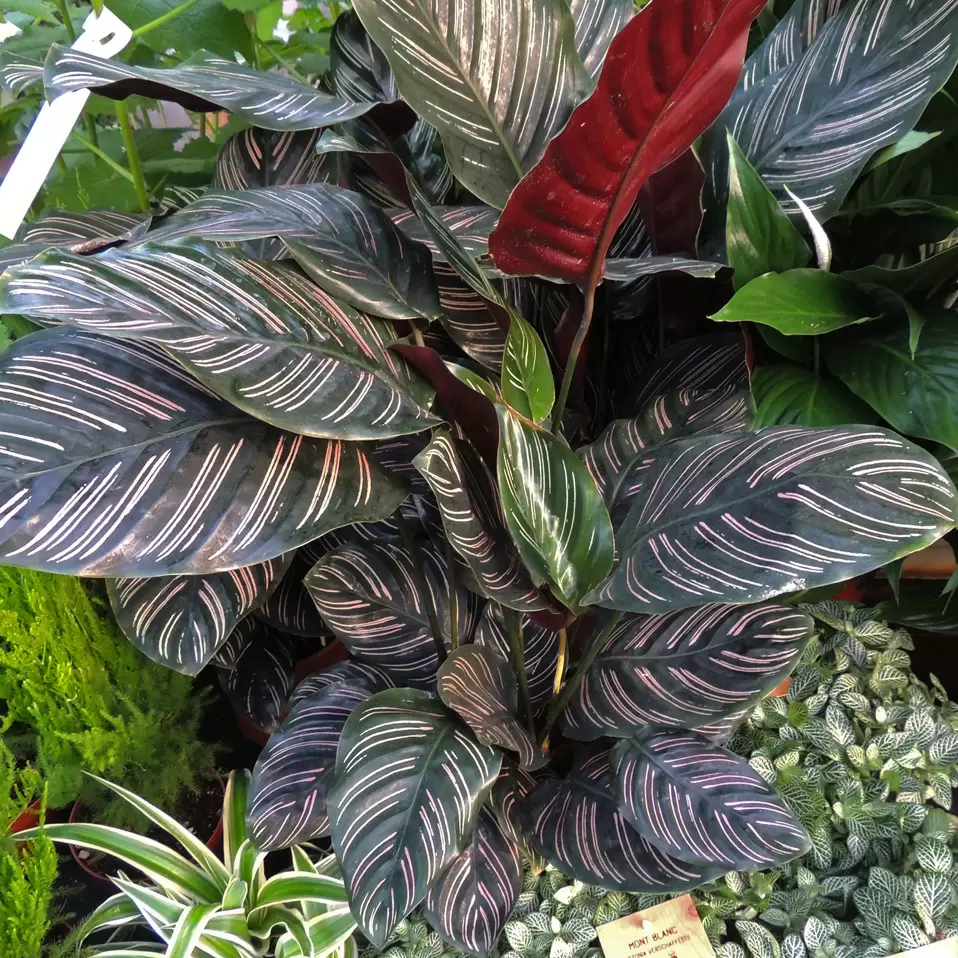 Korbmarante, in Sorten - Calathea | Zulauf Gartencenter