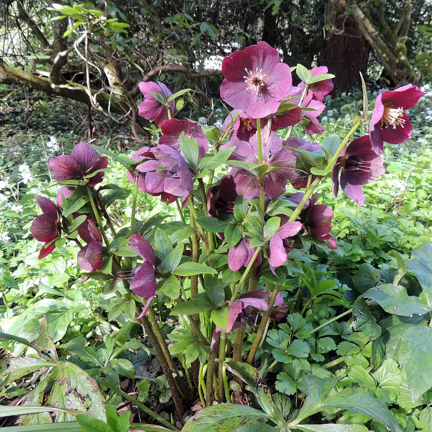 Lenzrose rot