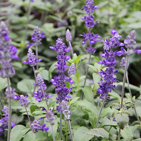 Mehliger Salbei, in Sorten (Salvia farinacea) Gartencenter Zulauf