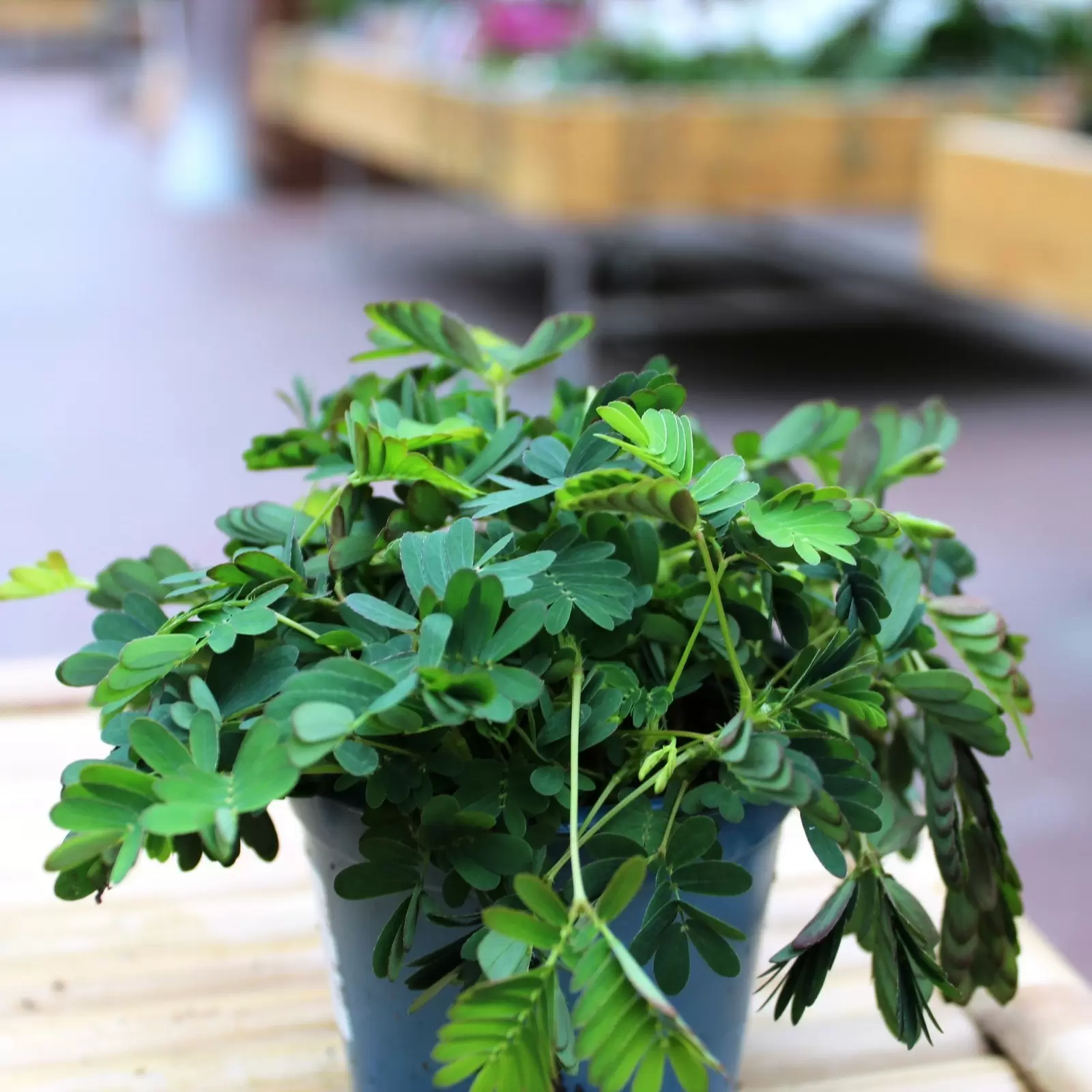 Mimose - Mimosa pudica | Zulauf Gartencenter