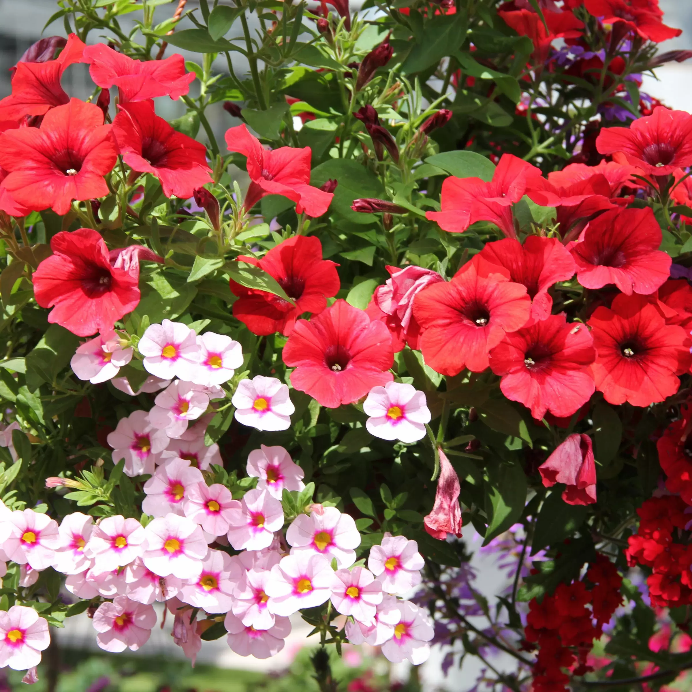 Mix Confetti, in Sorten Confetti Garden Zulauf Gartencenter