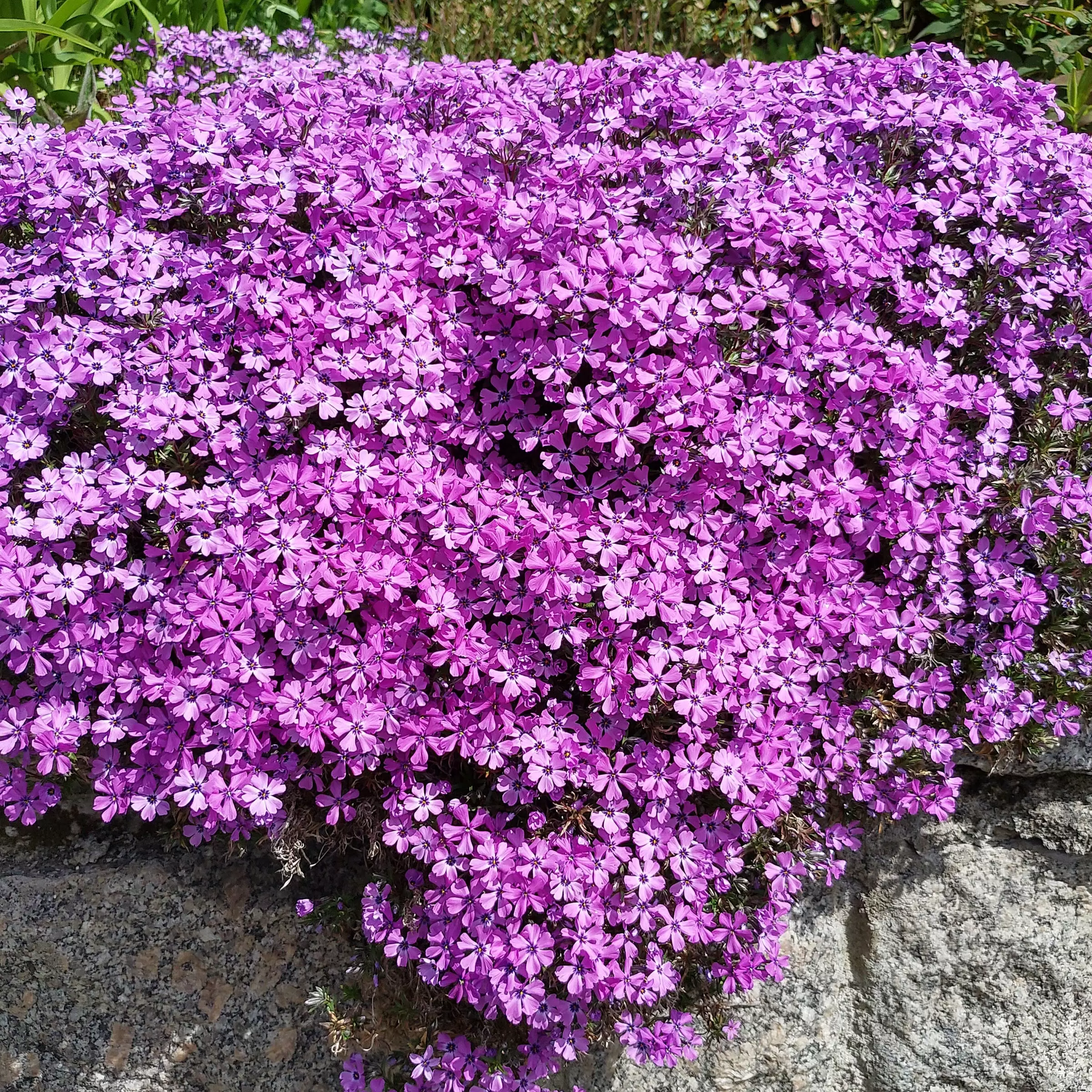 16+ Phlox Purple Beauty Polsterphlox 'Purple Beauty' - Phlox (SUB) 'Purple Beauty' | Zulauf