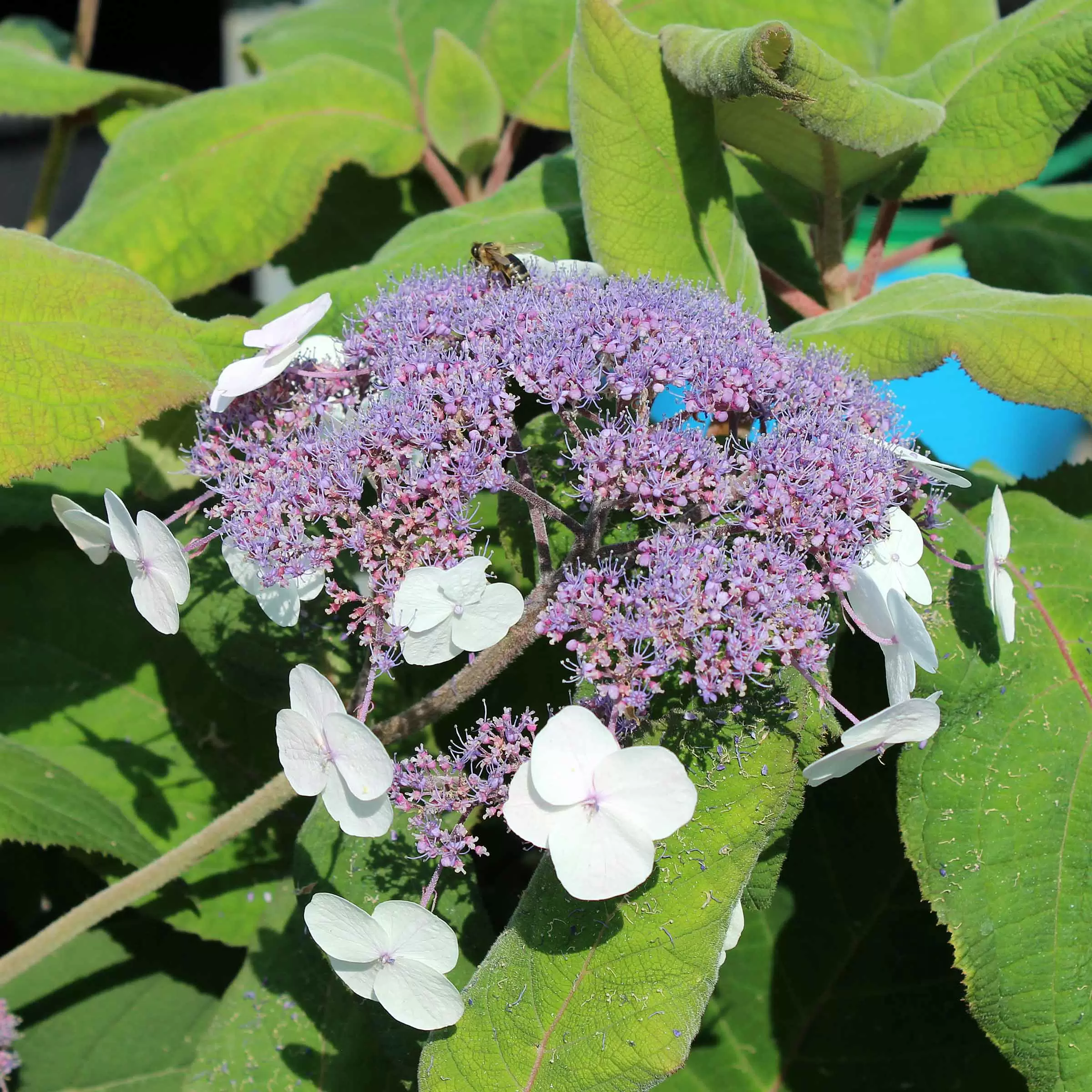 Raue Hortensie 'Macrophylla' - Hydrangea aspera 'Macrophylla' | Zulauf  Gartencenter