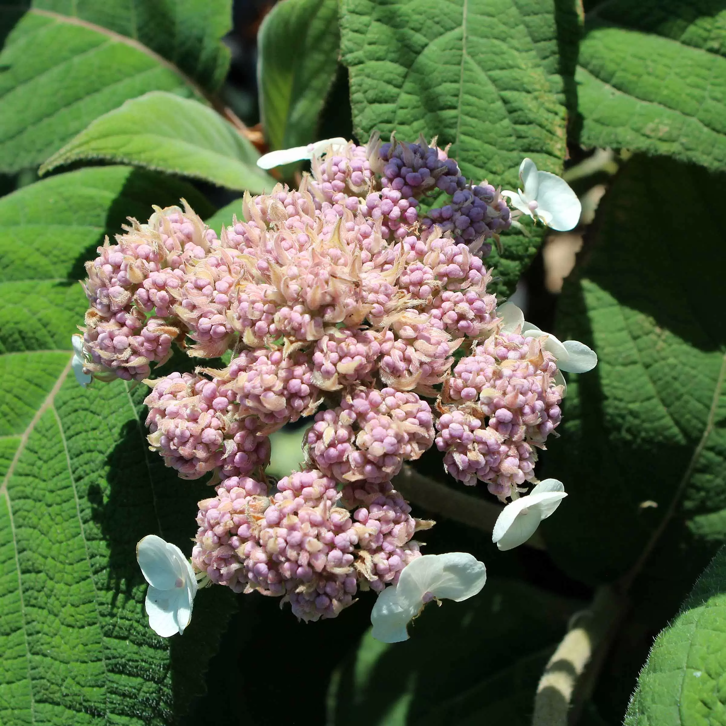 Raue Hortensie 'Macrophylla' - Hydrangea aspera 'Macrophylla' | Zulauf ...