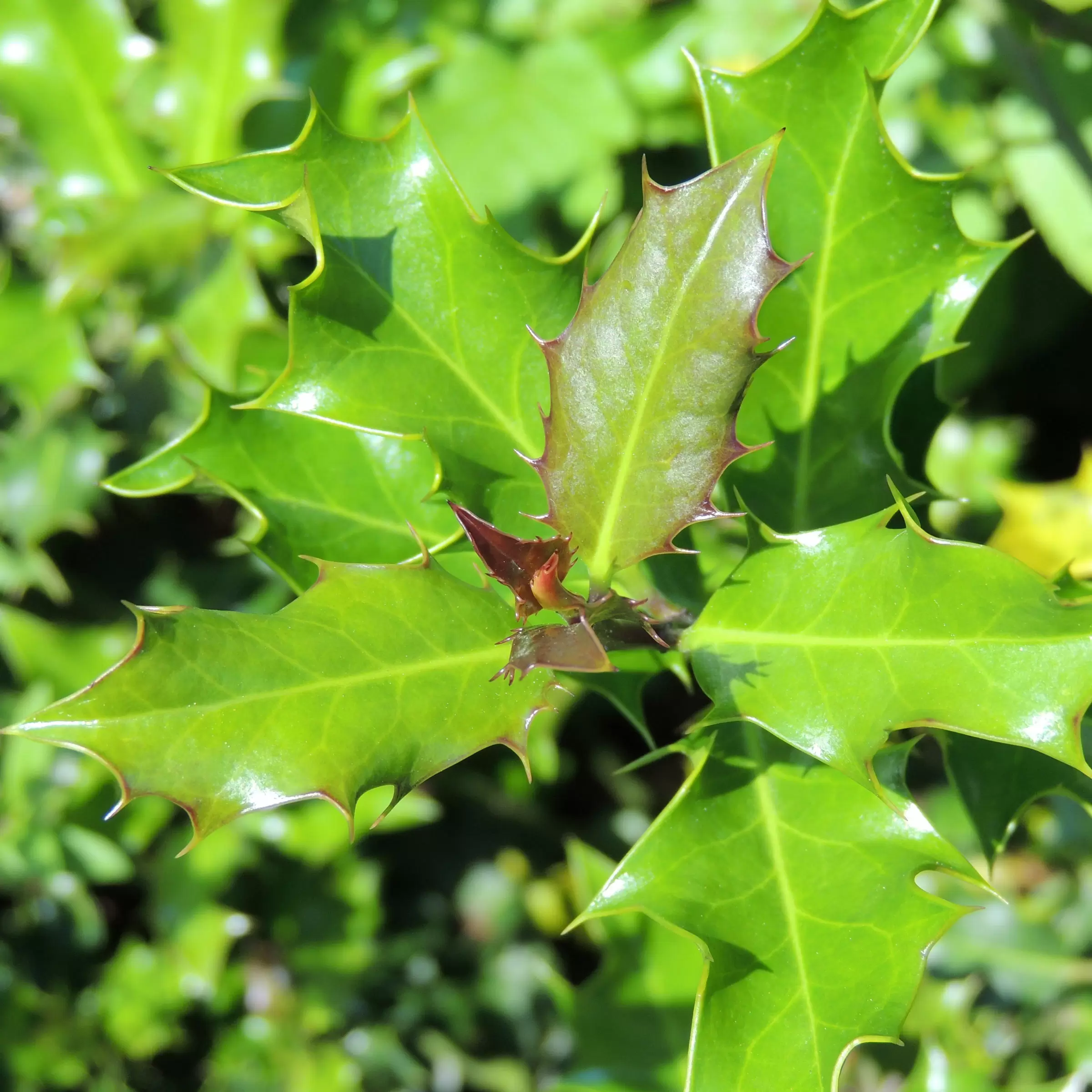 Gemeine Stechpalme - Ilex aquifolium | Zulauf Gartencenter