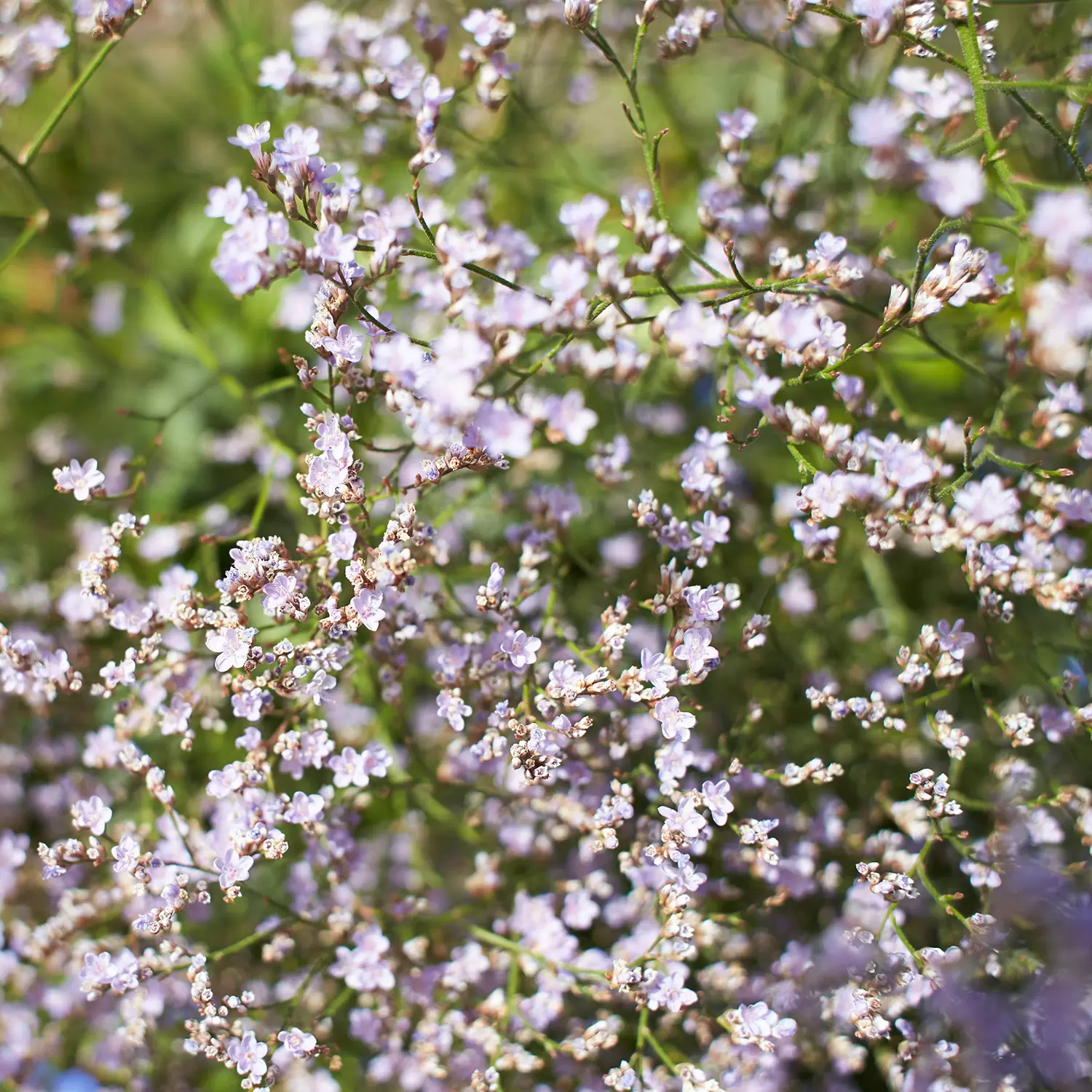 Strandflieder - Limonium latifolium | Zulauf Gartencenter