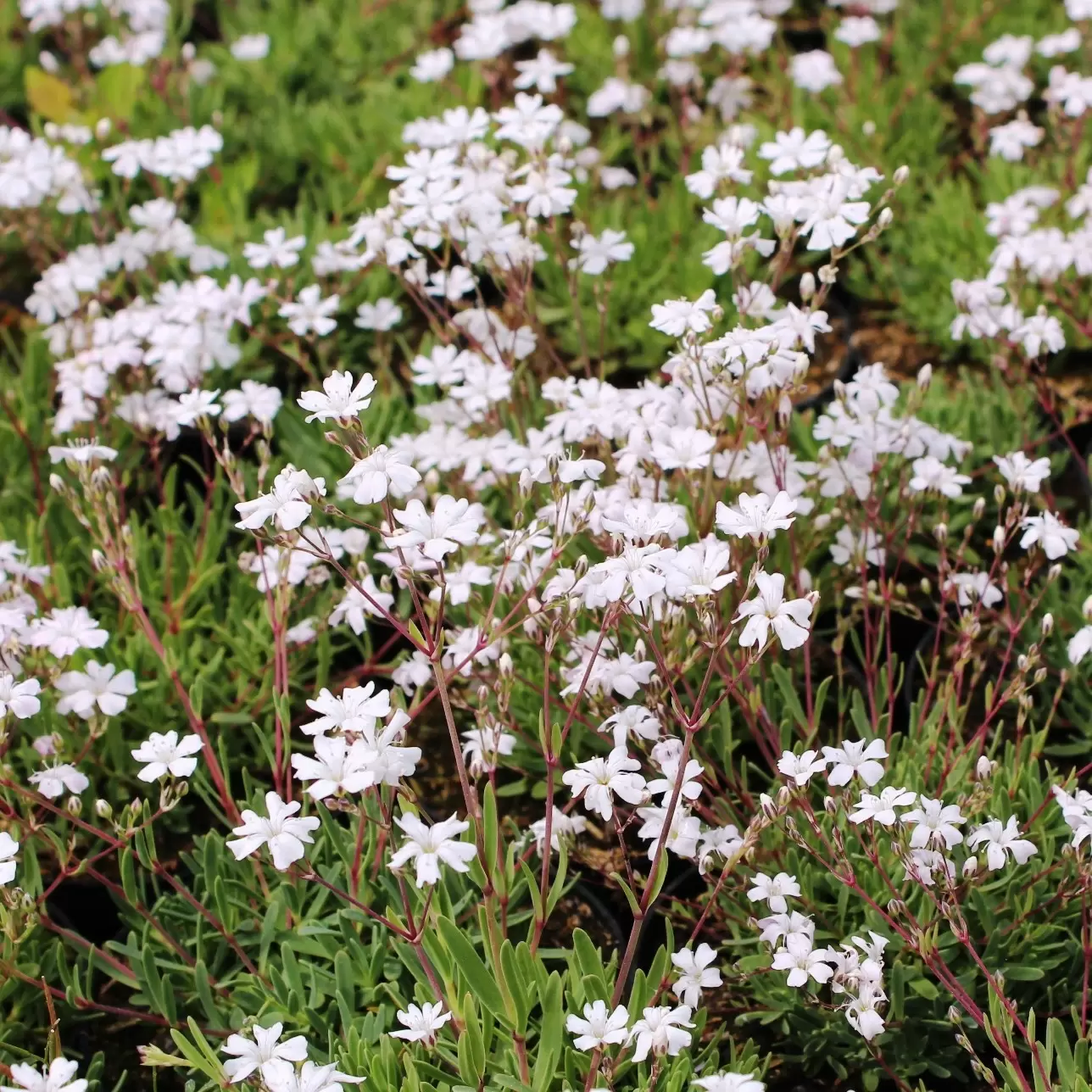 Teppichschleierkraut 'Alba' - Gypsophila repens 'Alba' | Zulauf Gartencenter