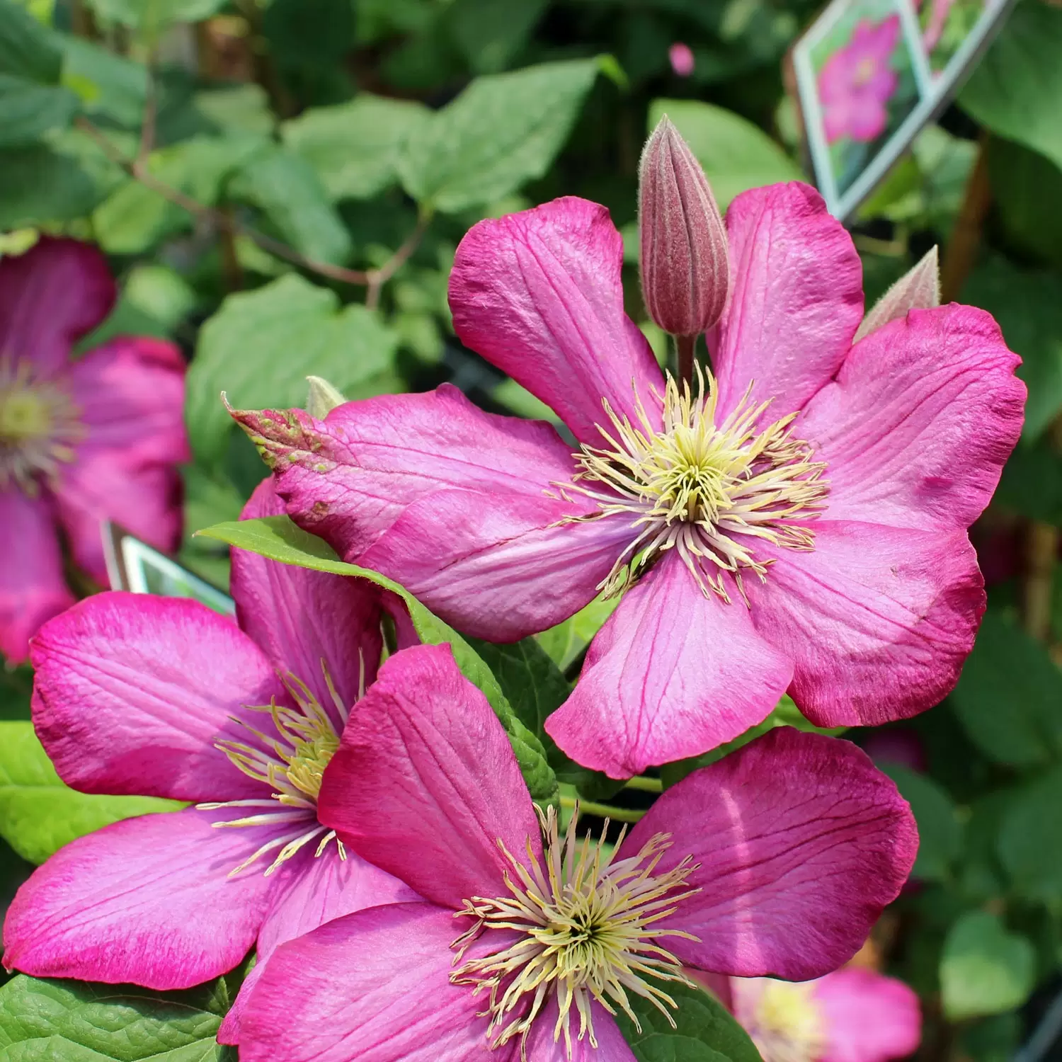 Waldrebe, Clematis 'Ville de Lyon' | Zulauf Gartencenter