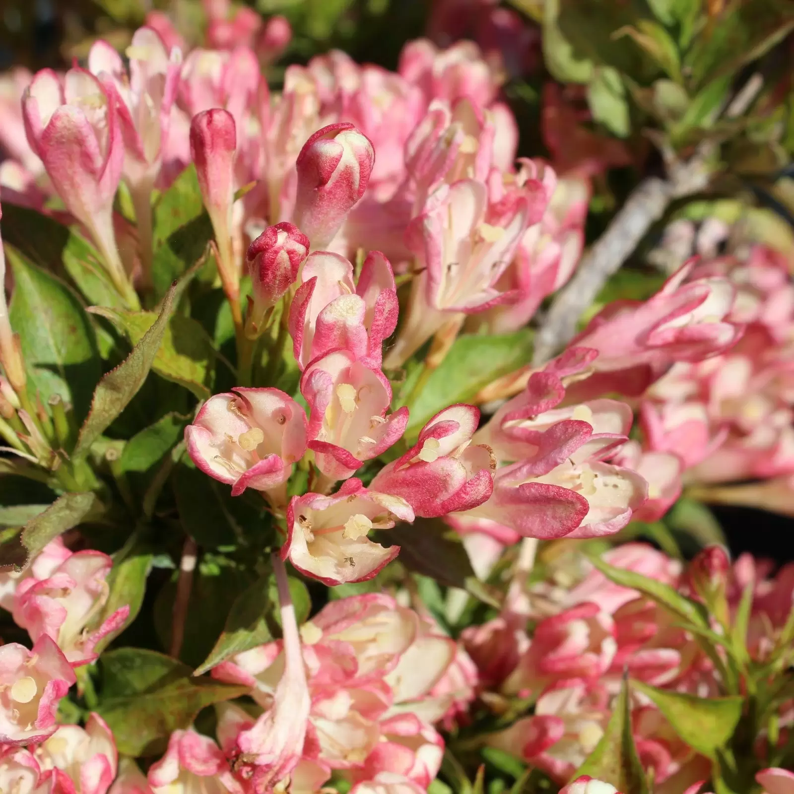 Weigelie 'All Summer Peach' Weigela 'All Summer Peach'® Zulauf