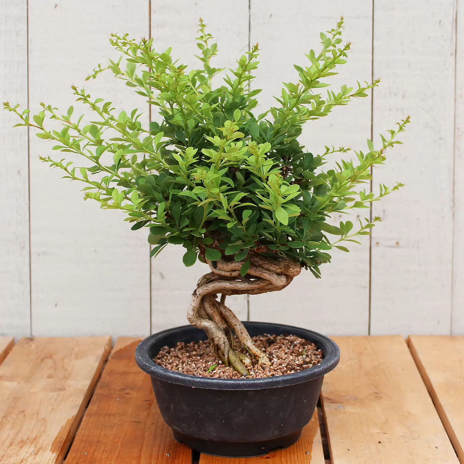 Workshop 2 / Berberitze Shhin - Berberis | Zulauf Gartencenter