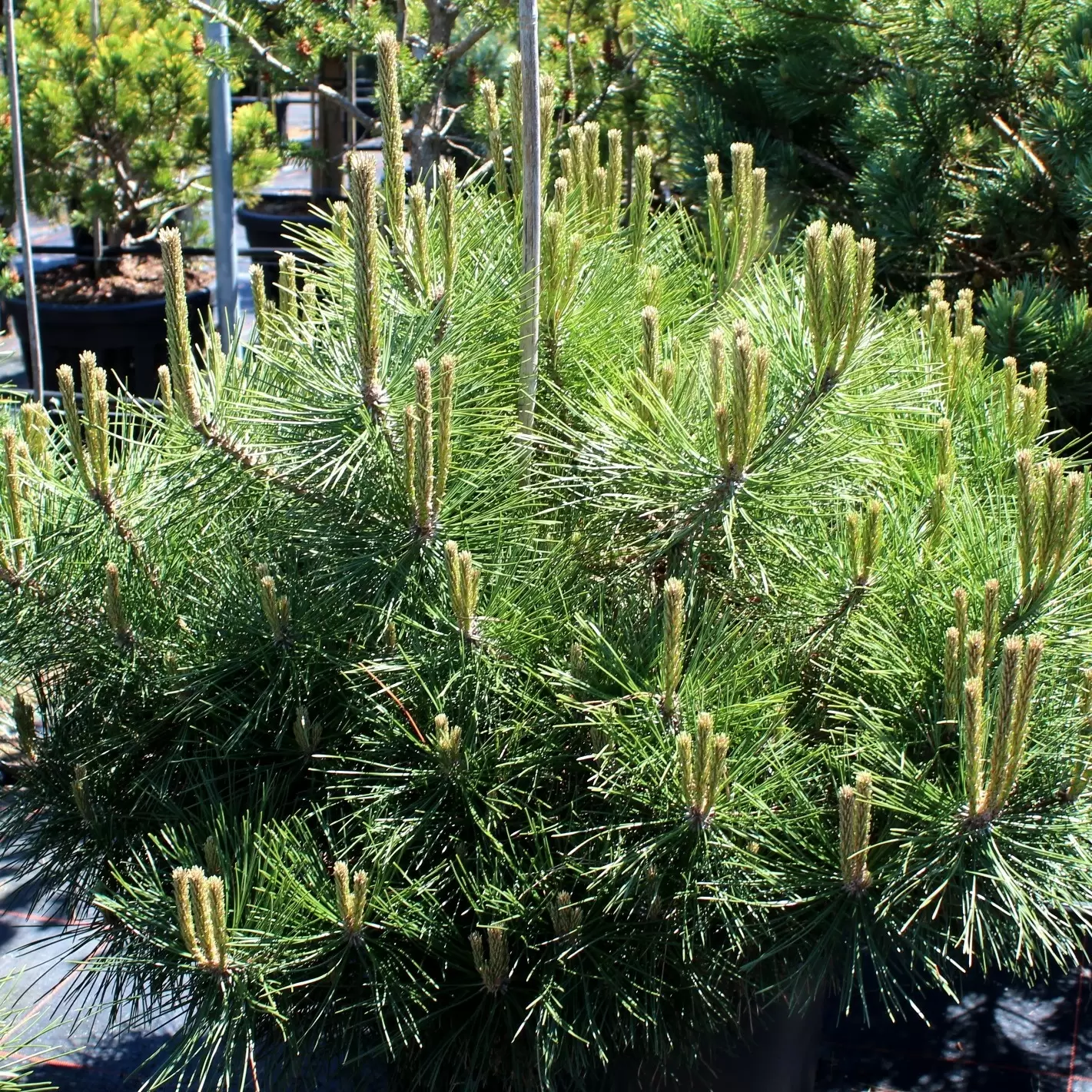 Zwerg-Schlangenhaut-Kiefer - Pinus heldreichii 'Compact Gem' | Zulauf  Gartencenter