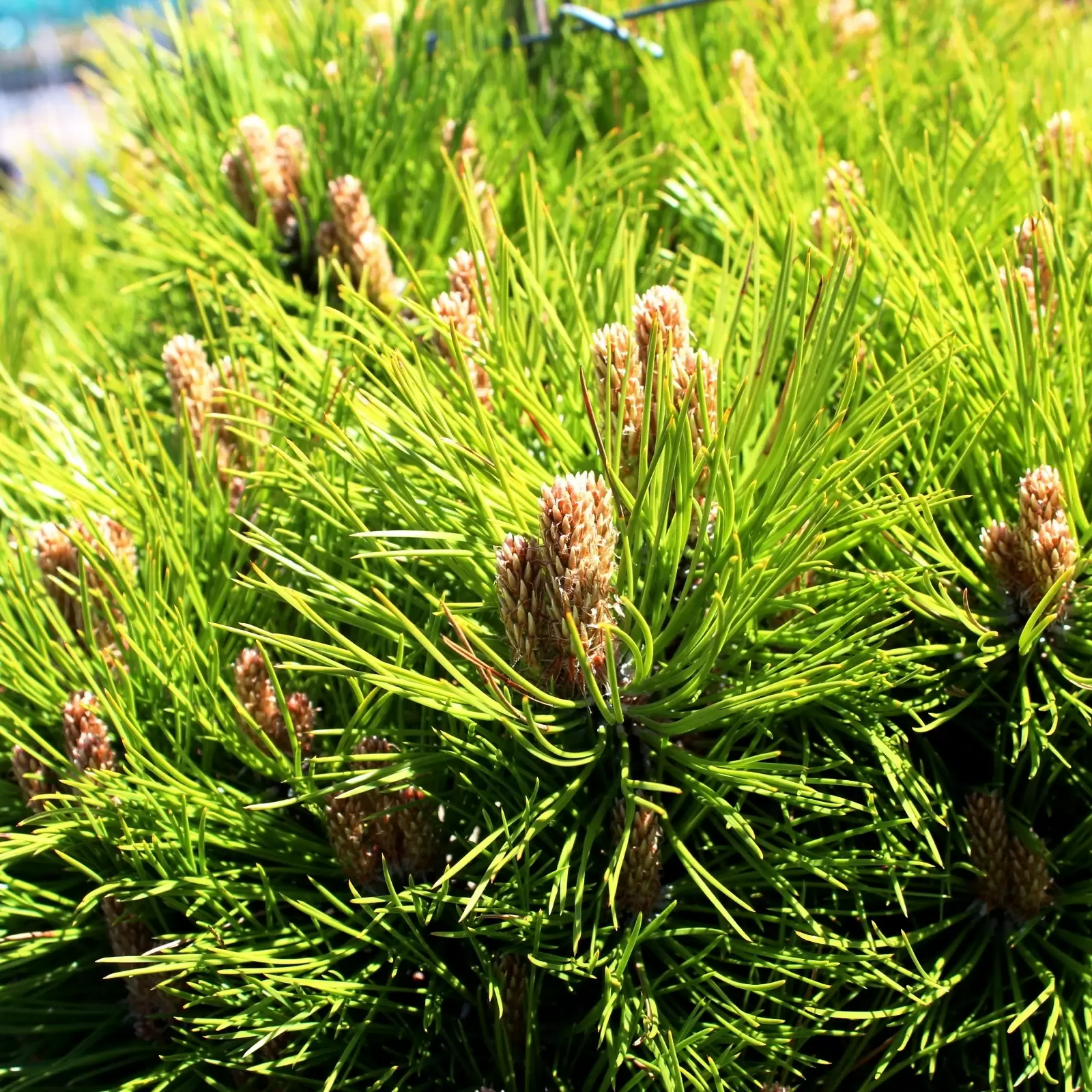 Zwerg-Schwarz-Kiefer 'Marie Brégeon' - Pinus nigra 'Marie Brégeon ...