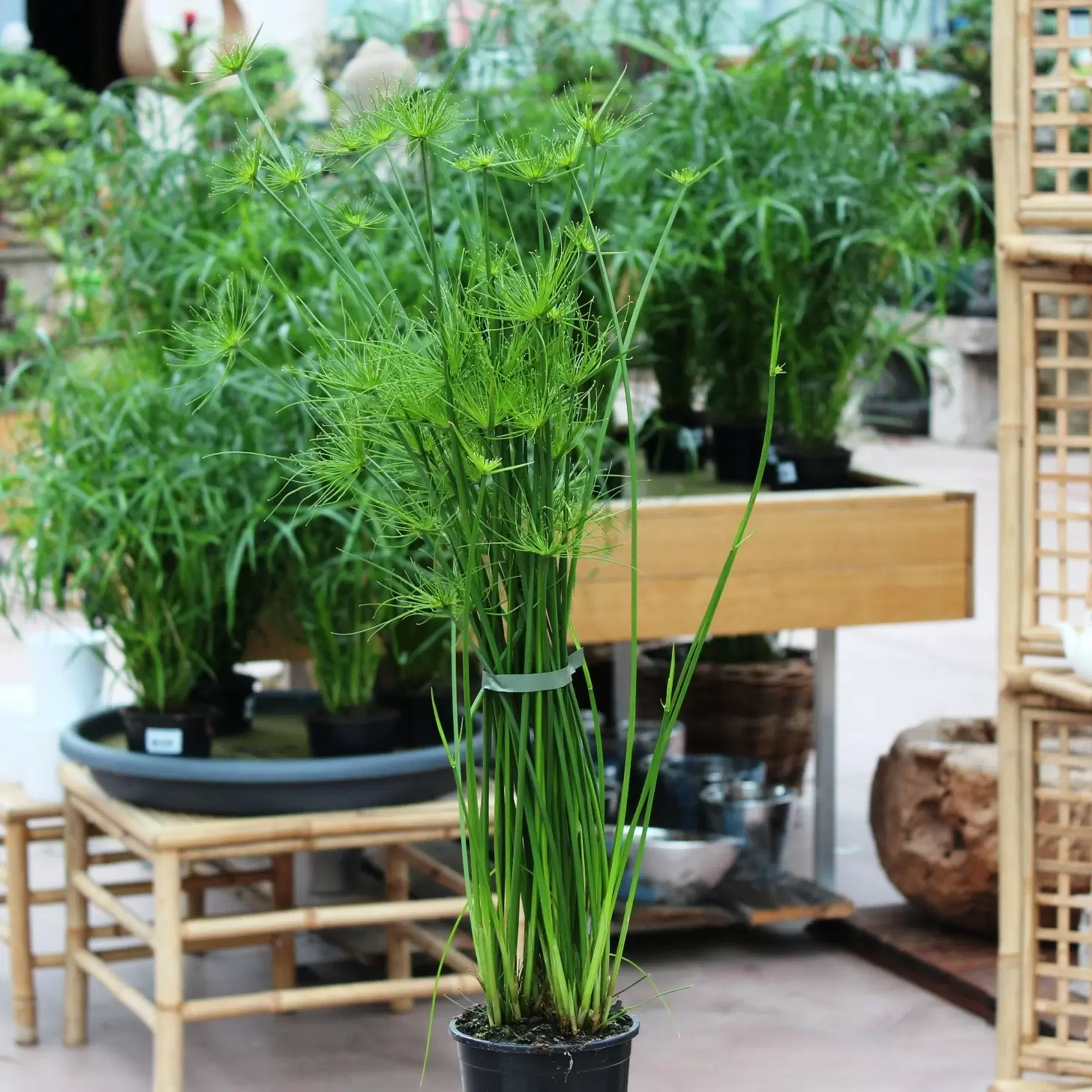 Zwergpapyrus - Cyperus haspan | Zulauf Gartencenter