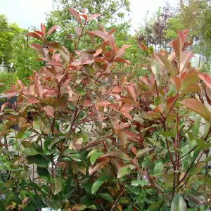 Glanzmispel 'Red Robin'