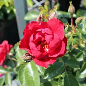 Floribundarose 'Kronjuwel'