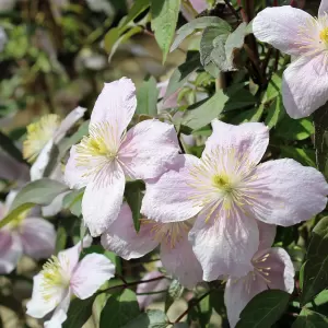 Anemonen-Waldrebe
