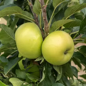 Säulen-Apfel 'Goldlane'