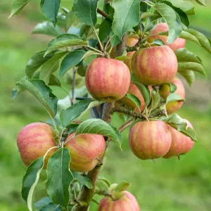 Apfel 'Karneval'