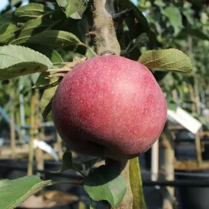 Säulen-Apfel 'Rotfleischig'