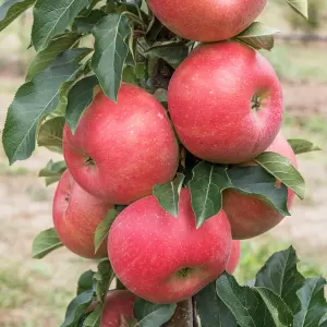 Säulen-Apfel 'Rumba'