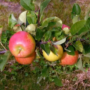 Apfel 'Topaz'®