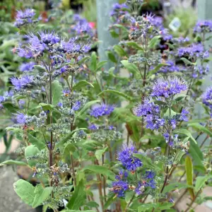 Bartblume 'Grand Bleu'