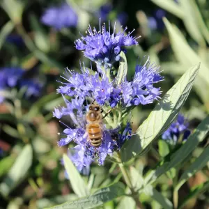 Bartblume 'Kew Blue'