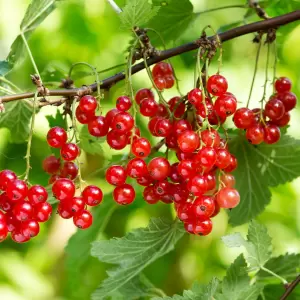 Beerensträucherschnitt und -pflege