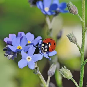 Beratungstag Biogarten Andermatt, Nützlinge im Garten 