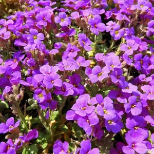 Blaukissen 'Hamburger Stadtpark'