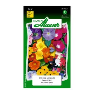 Bluehender-Sichtschutz-Blumen-Samen