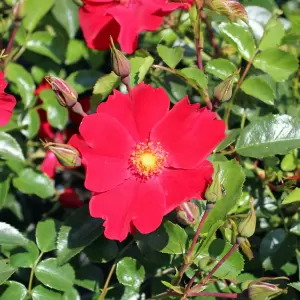 Bodendeckerrose 'Alexander von Humboldt'