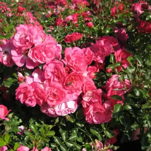 Bodendeckerrose 'Heidetraum'