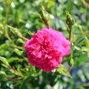 Bodendeckerrose 'Knirps'