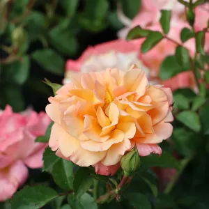 Bodendeckerrose 'Cubana'