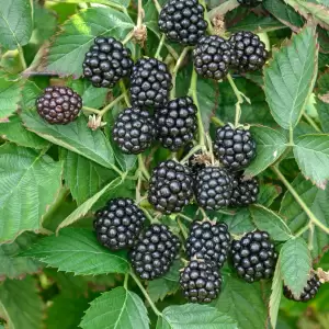 Brombeer-Früchte, vom Falschen Mehltau befallen