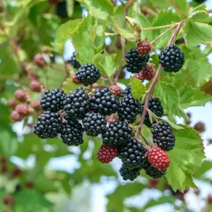 Brombeere 'Navaho'
