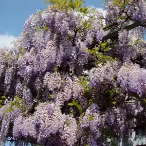 Blauregen 'Prolific'
