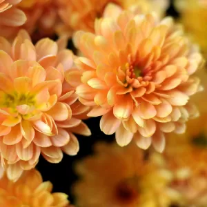 Chrysanthemen, in Sorten