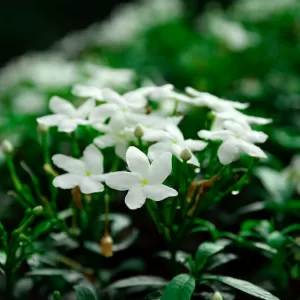 Echter Jasmin