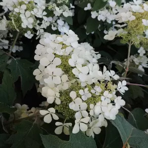 Eichenblättrige Hortensie 'Snowqueen'