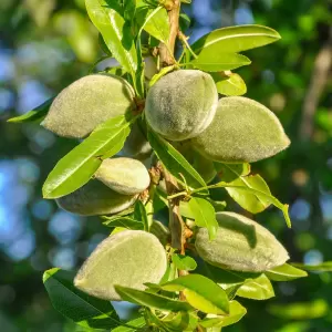 Essmandel 'Ferragnes'