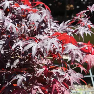 Japanischer Fächer-Ahorn 'Fireglow'