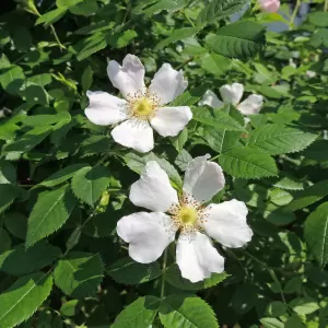 Feldrose