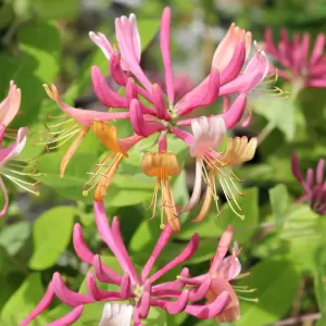 Feuer-Geissblatt 'Goldflame' Biene