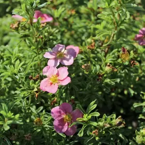 Fingerstrauch 'Bellissima'