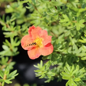 Fingerstrauch 'Red Robin'