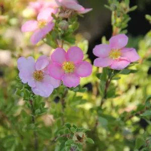 Fingerstrauch 'Lovely Pink'