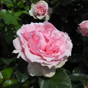 Floribundarose 'Pink Flower Village'
