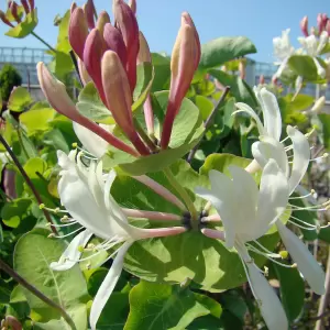 Garten-Geissblatt 